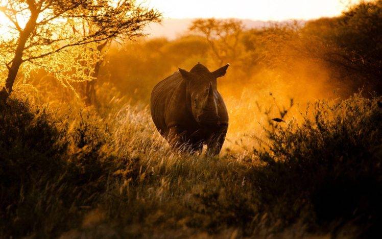 rhino, Anime, Sunset, Sunlight, Trees, Grass, Mist, Wildlife HD Wallpaper Desktop Background