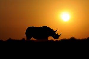 rhino, Sunset, Sepia, Outline, Sun