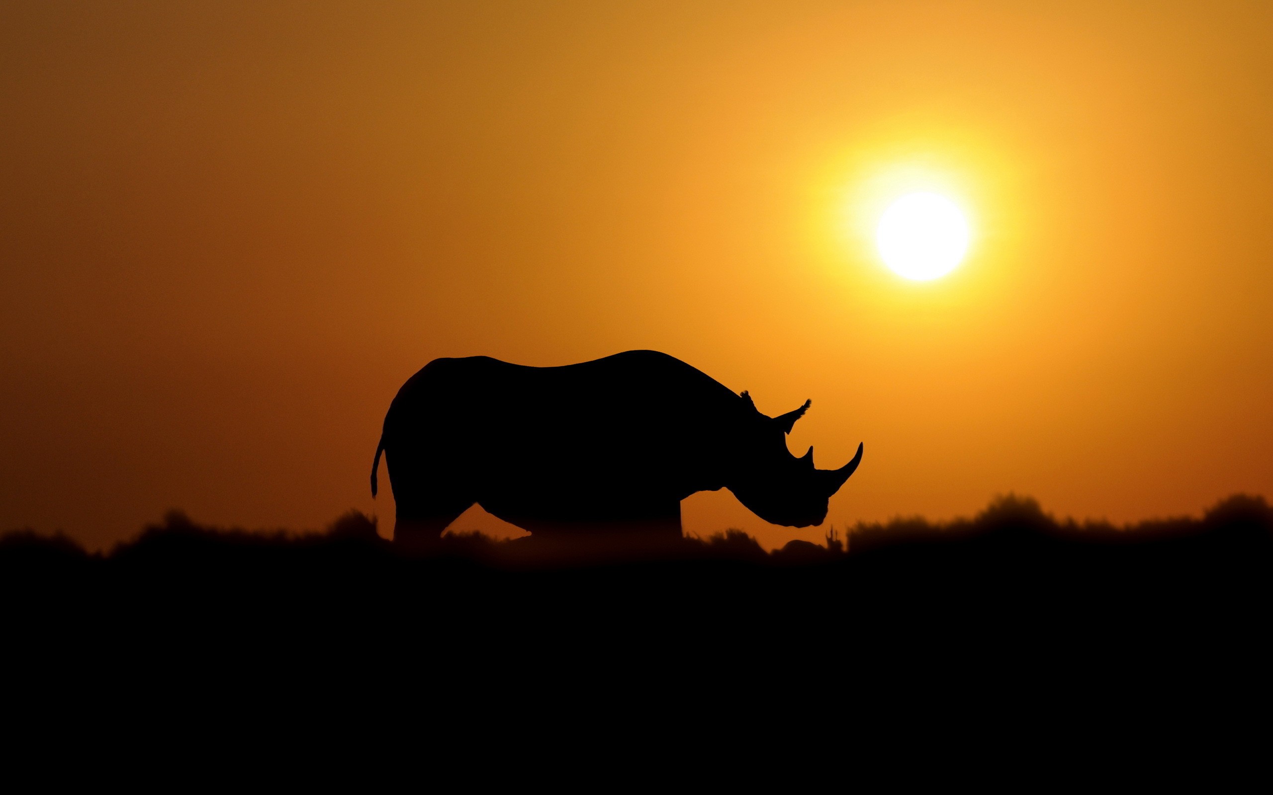rhino, Sunset, Sepia, Outline, Sun Wallpaper