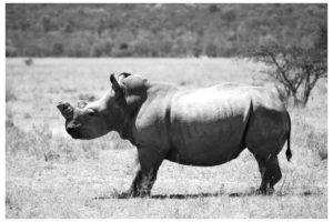 rhino, Black, White, Grass, Alone, Desert, Monochrome