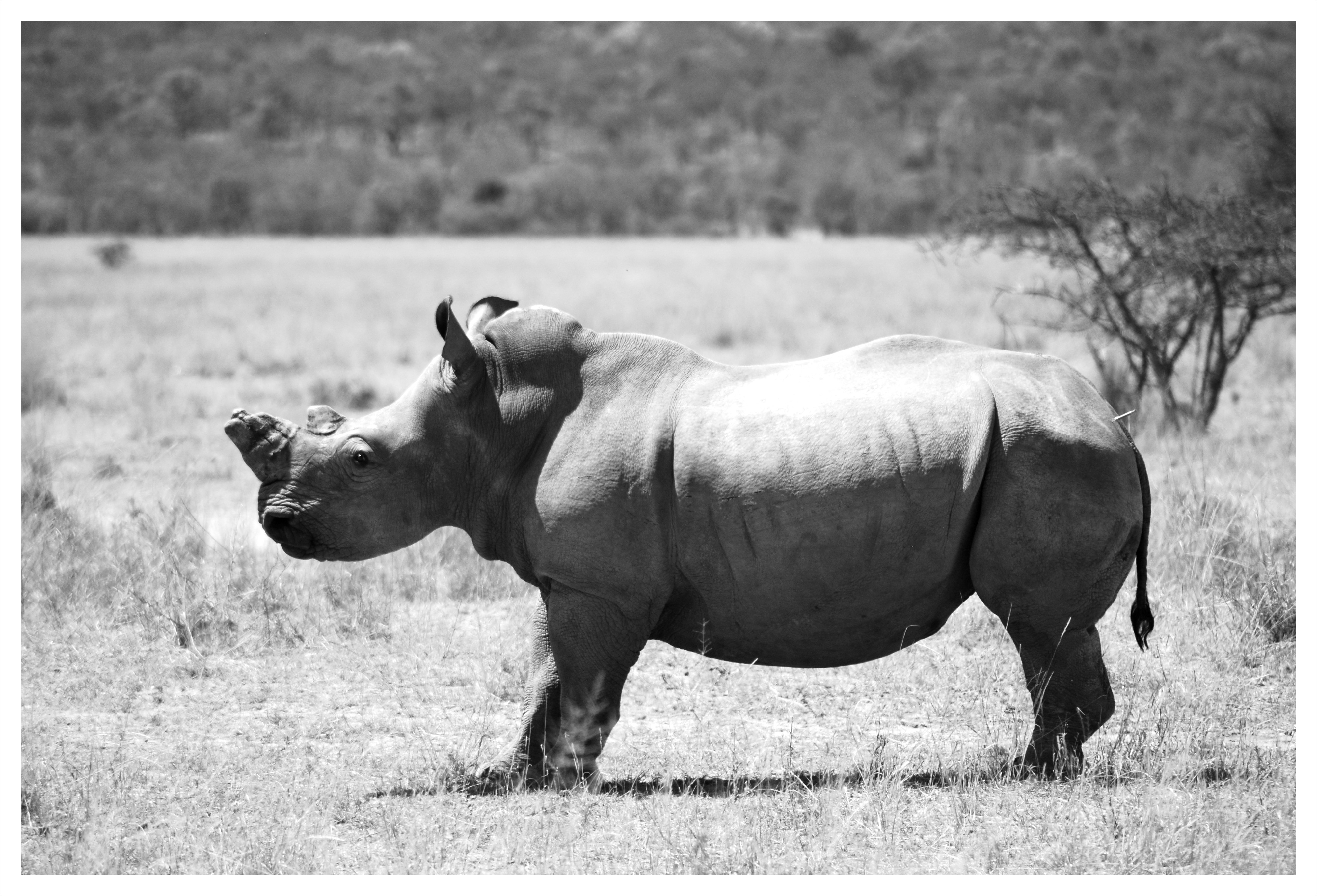 rhino, Black, White, Grass, Alone, Desert, Monochrome Wallpaper
