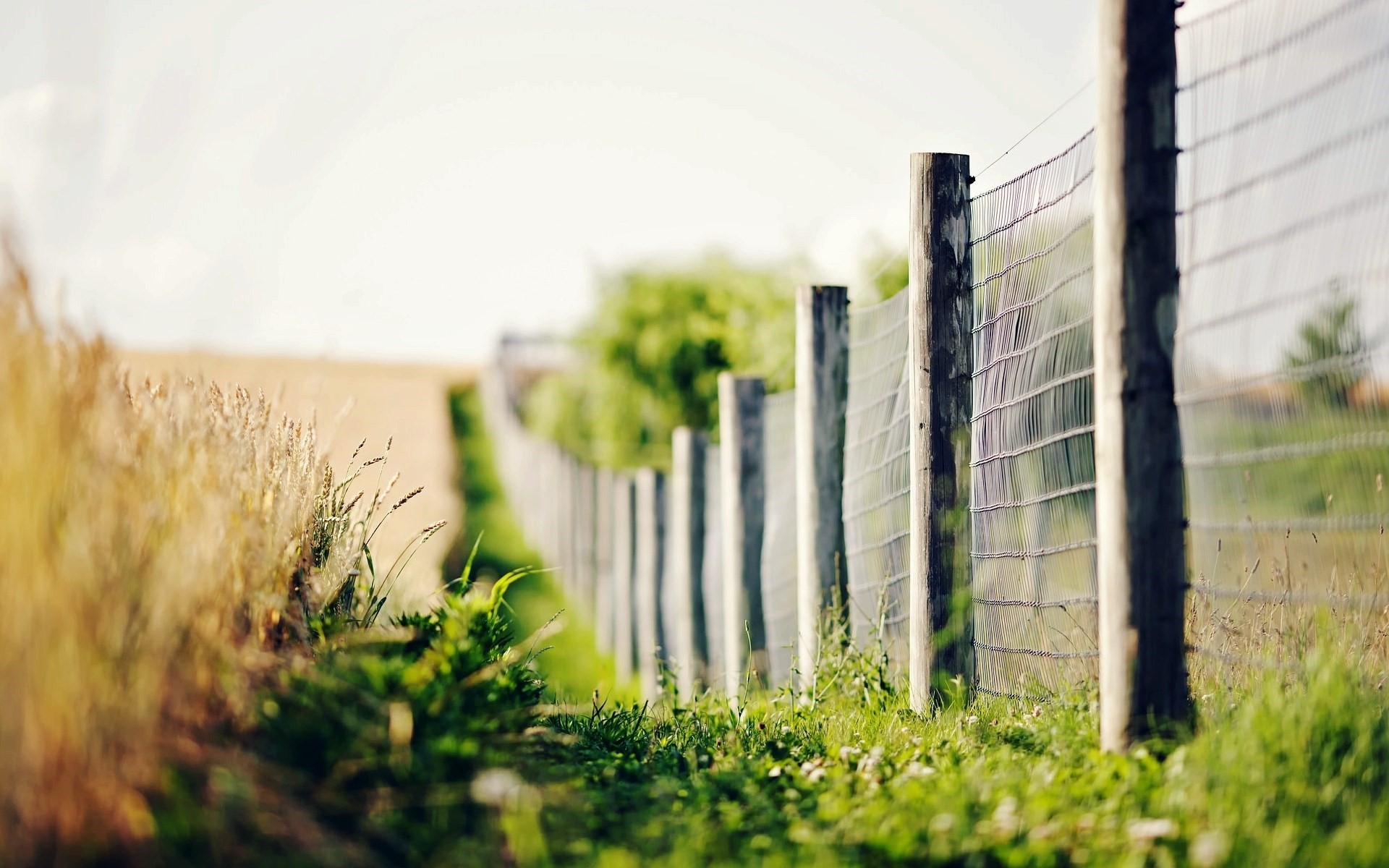 fence, Nature, Depth of field Wallpaper