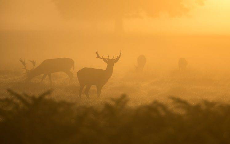deer, Brume, Plants, Sunset, Sunlight HD Wallpaper Desktop Background