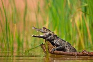baby, Crocodiles, Plants, Water, Lake