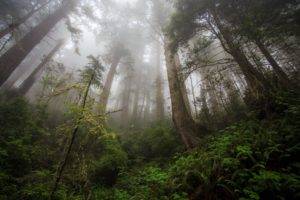 trees, Mist, Forest, Green, Amazon, Brazil, Creeks