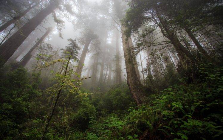 trees, Mist, Forest, Green, Amazon, Brazil, Creeks HD Wallpaper Desktop Background