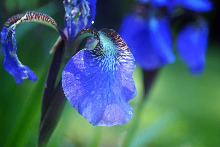 macro, Flowers, Plants, Blue flowers HD Wallpaper Desktop Background
