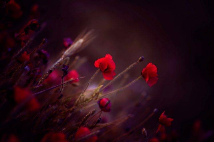 flowers, Plants, Poppies HD Wallpaper Desktop Background