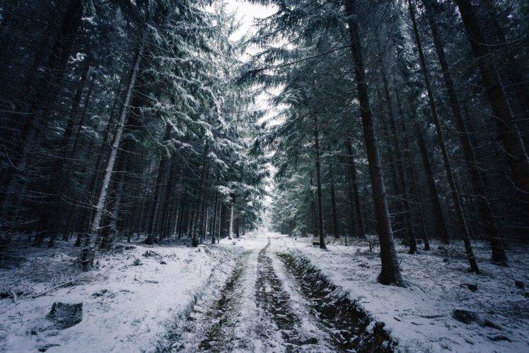 Johannes Hulsch, Forest, Winter, Snow, Trees, Road, Norway HD Wallpaper Desktop Background