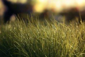 macro, Grass