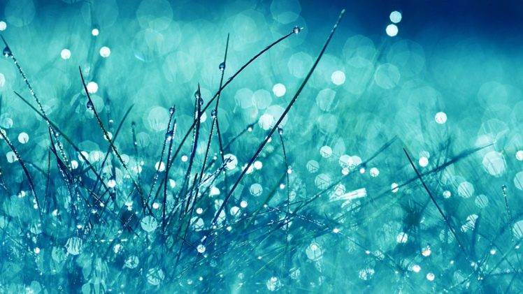 macro, Plants, Blue, Dew, Grass HD Wallpaper Desktop Background