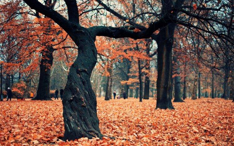 nature, Trees, Forest, Leaves HD Wallpaper Desktop Background