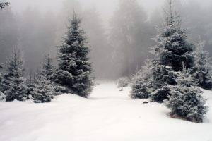 nature, Trees, Forest, Snow, Mist
