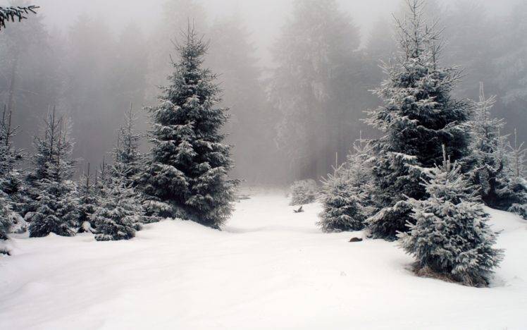 nature, Trees, Forest, Snow, Mist HD Wallpaper Desktop Background