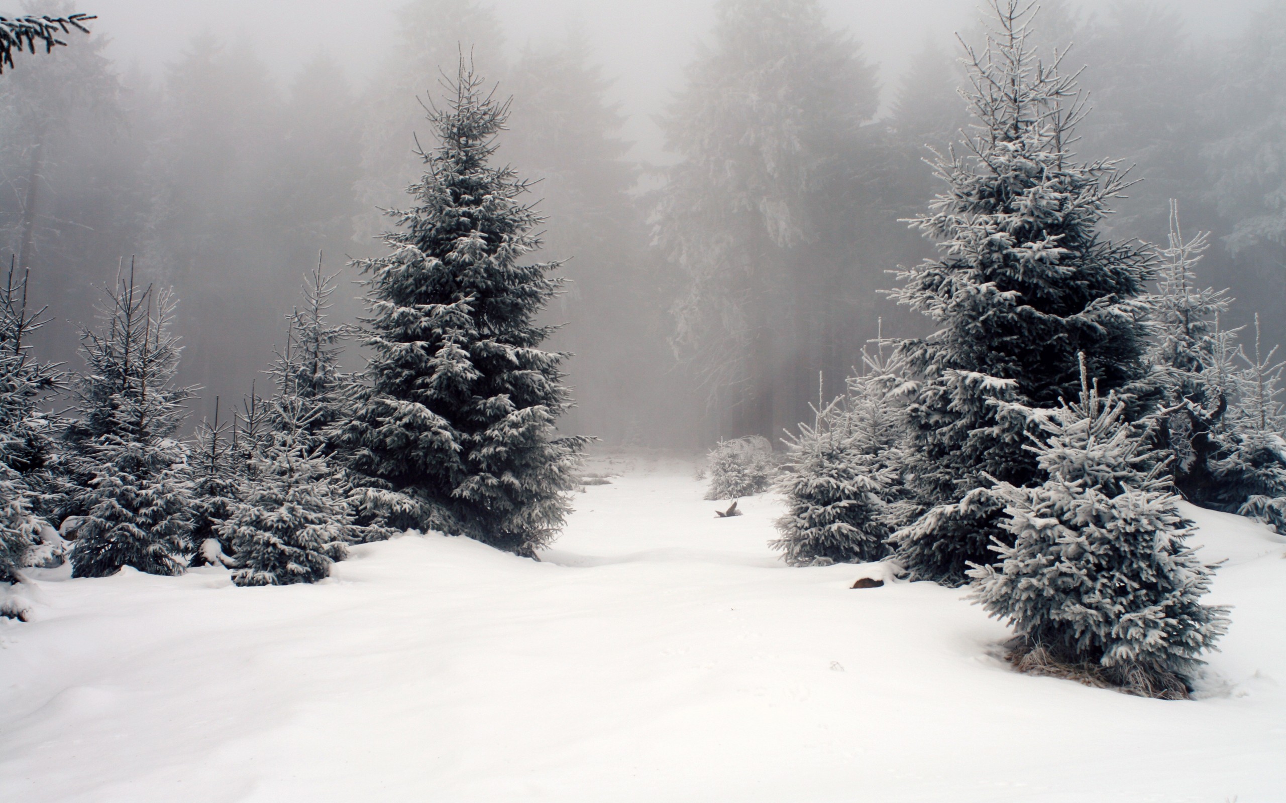nature, Trees, Forest, Snow, Mist Wallpaper