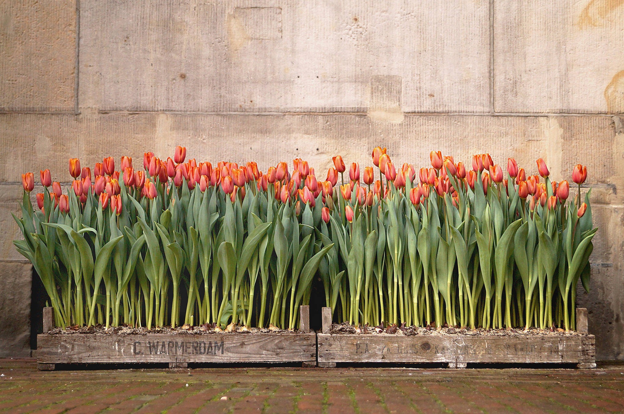 flowers, Tulips, Plants Wallpaper