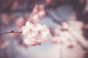 blossom, Plants, Branch, Depth of field, Flowers, Nature