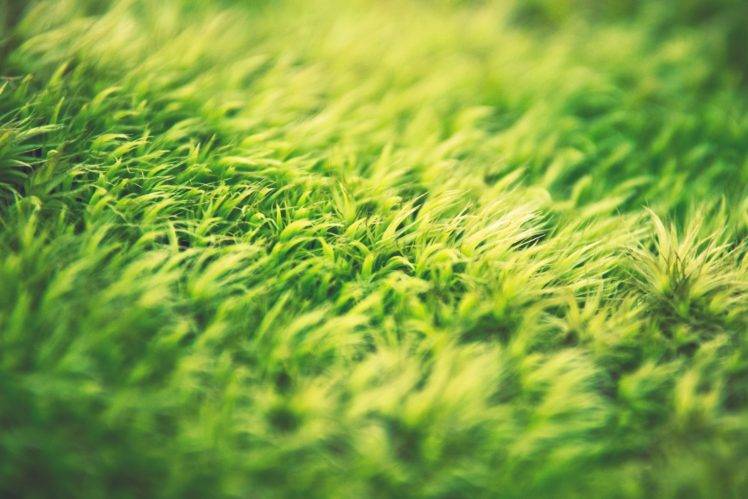 grass, Green, Depth of field, Macro, Nature HD Wallpaper Desktop Background