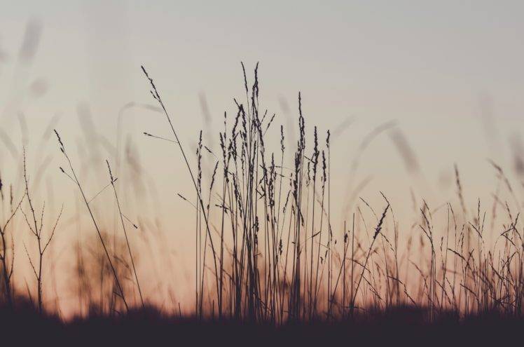 plants, Depth of field, Sunset, Nature HD Wallpaper Desktop Background