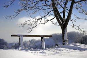 winter, Bench, Snow, Trees
