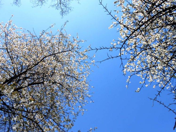 nature, Trees, Sky, Blue, Flowers HD Wallpaper Desktop Background