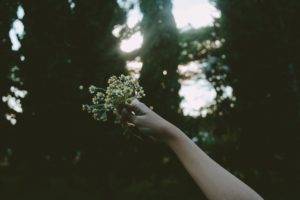 hands, Flowers, Plants, Nature, Branch