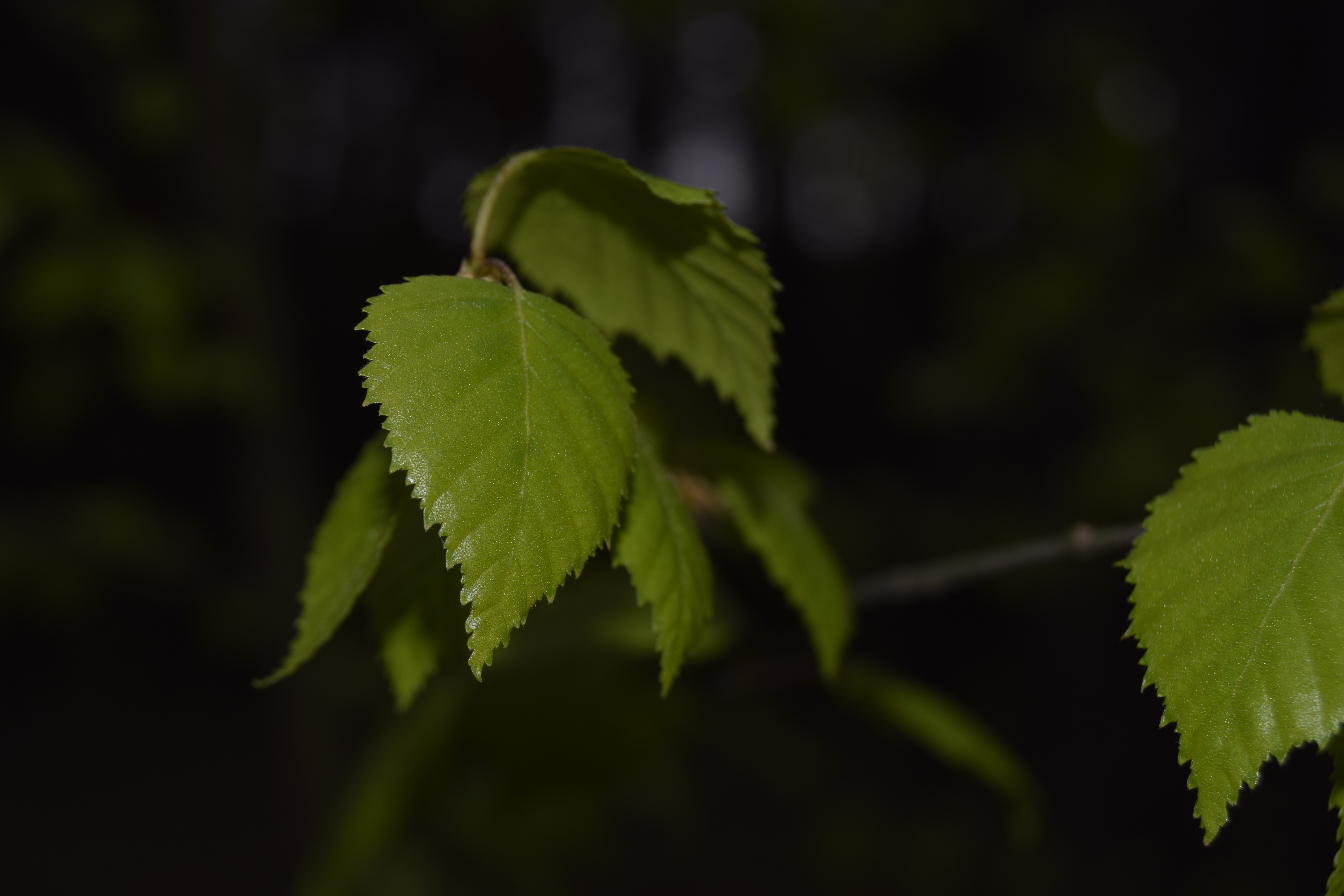 nature, Plants, Green, Trees Wallpaper