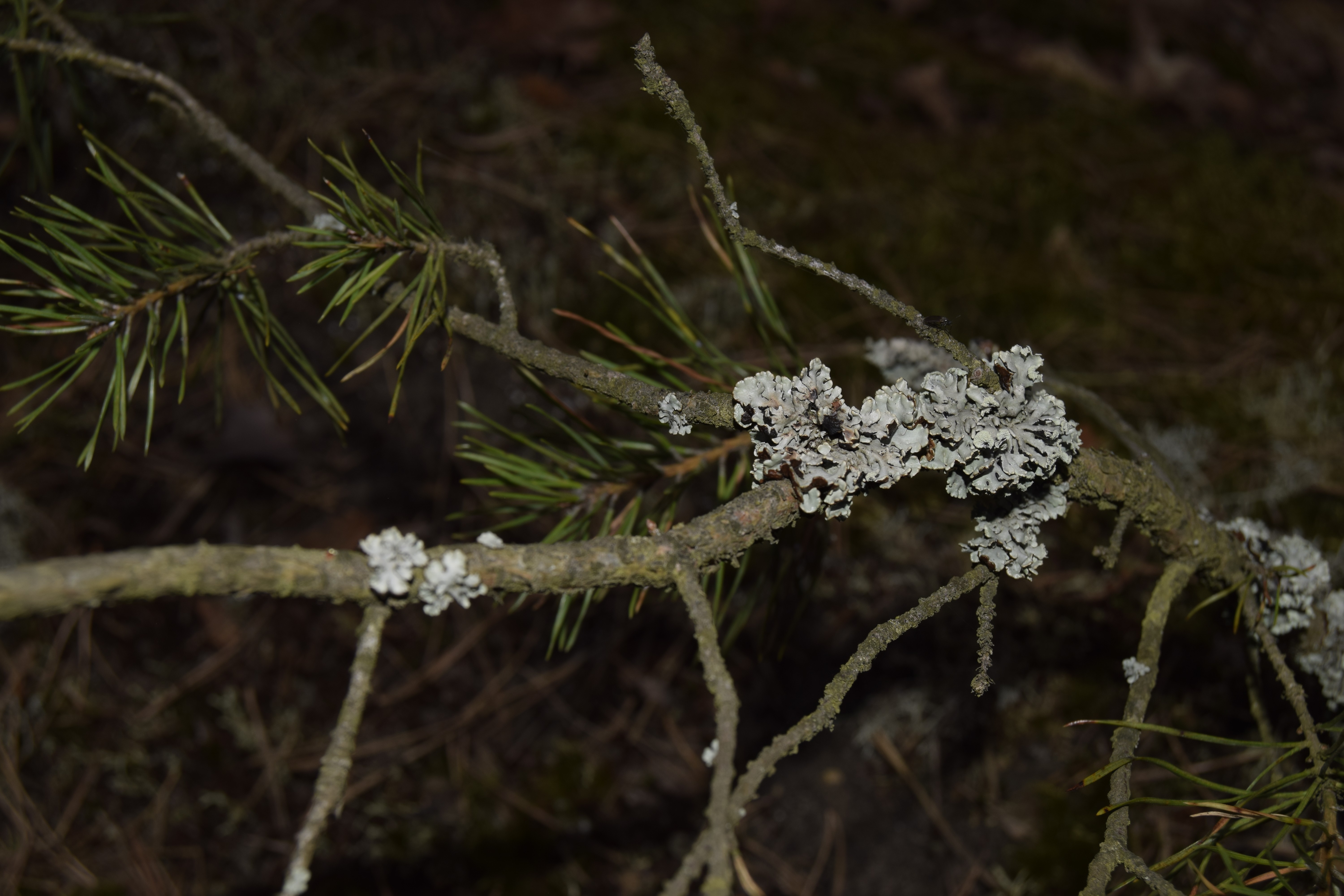 nature, Plants, Green, Trees Wallpaper