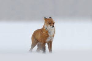 fox, Winter, Cold, Snow