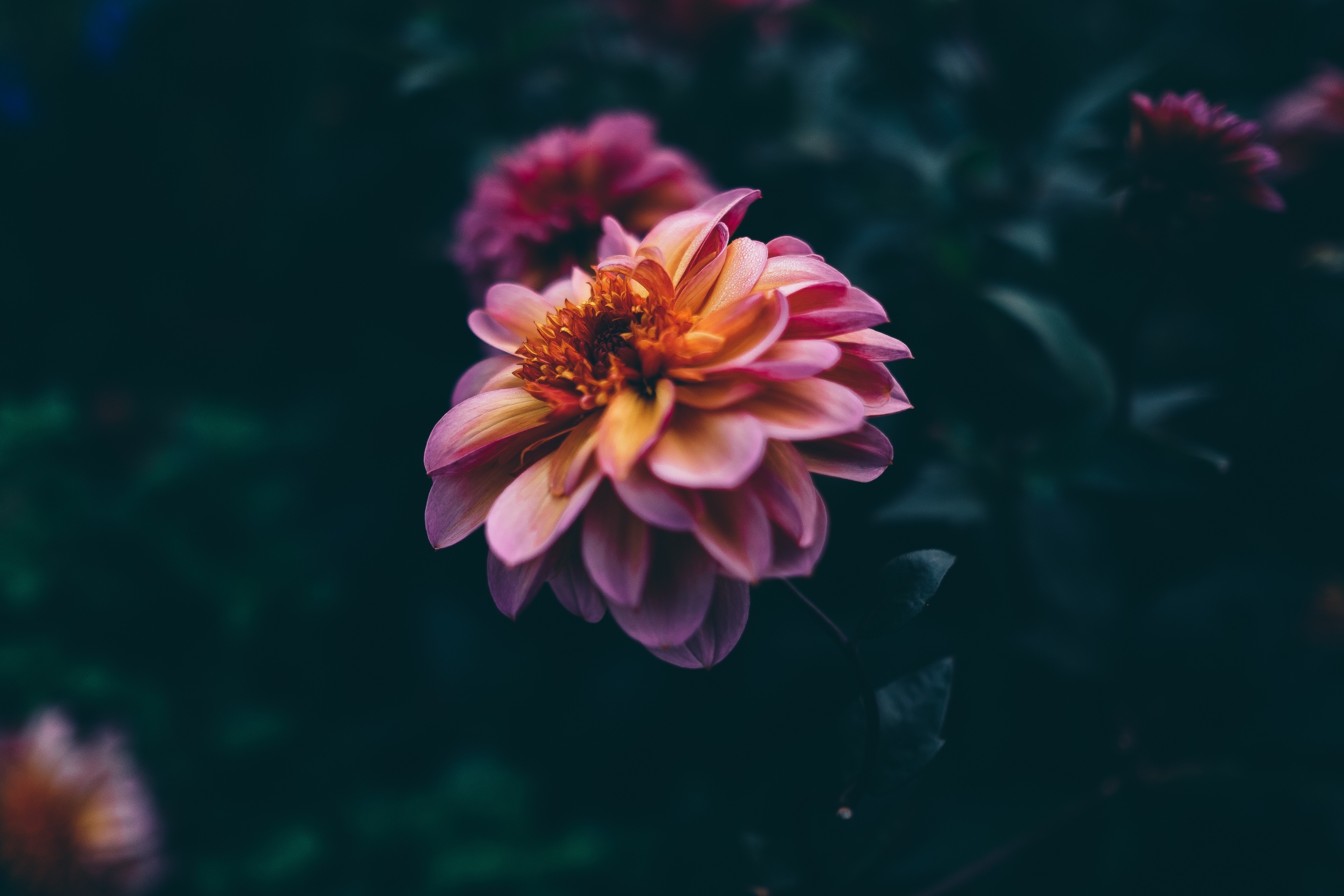 flowers, Macro, Nature Wallpaper