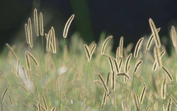 grass, Nature, Plants HD Wallpaper Desktop Background
