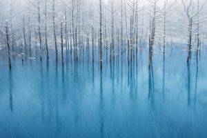 winter, Trees, Snow, Ice