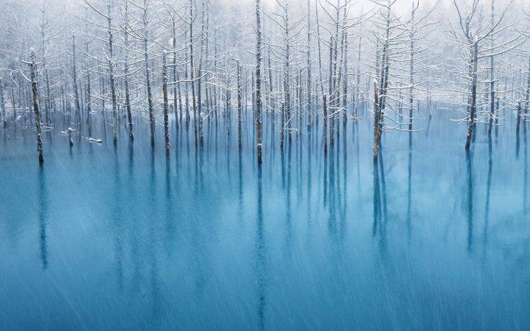 winter, Trees, Snow, Ice HD Wallpaper Desktop Background