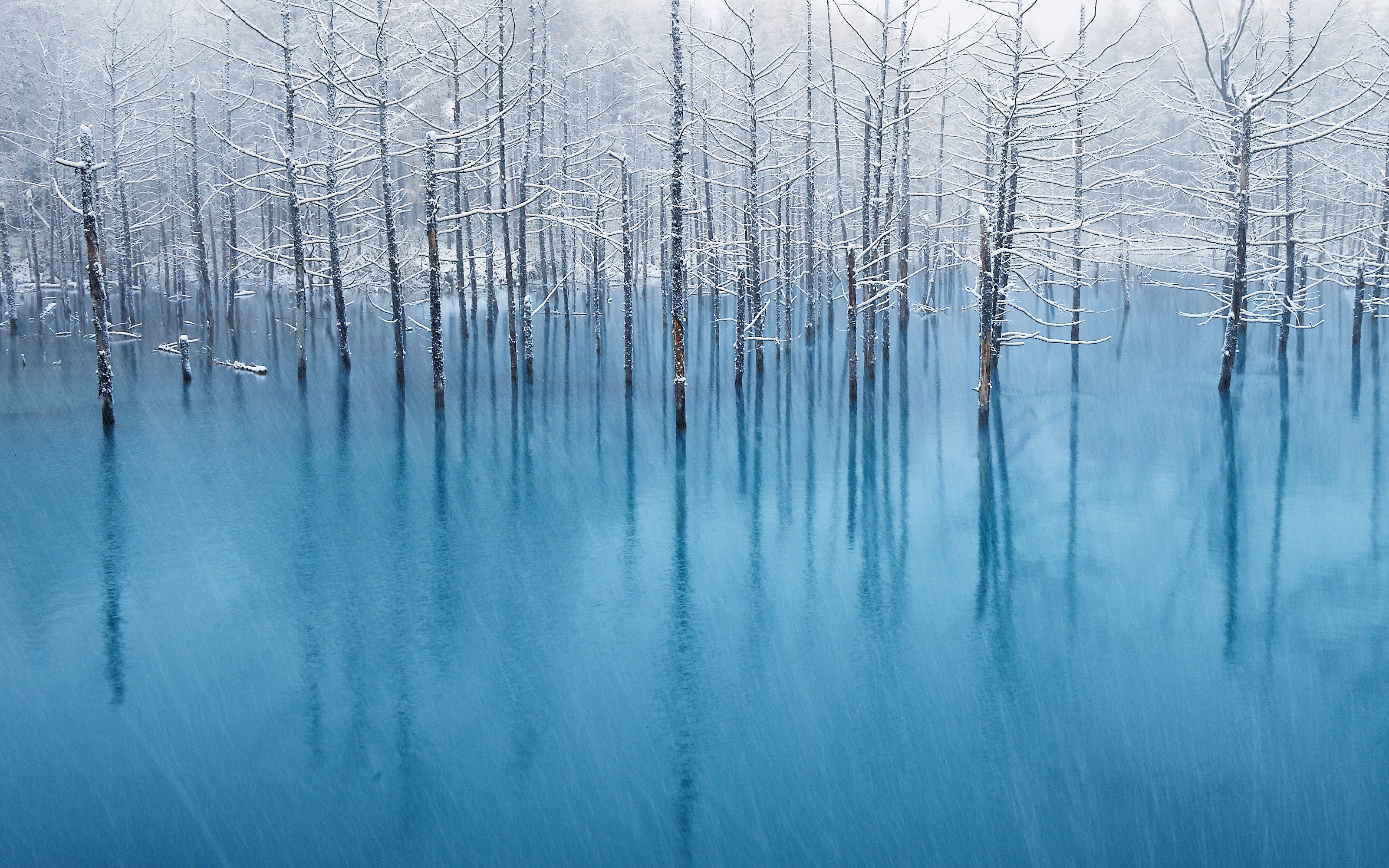 winter, Trees, Snow, Ice Wallpaper