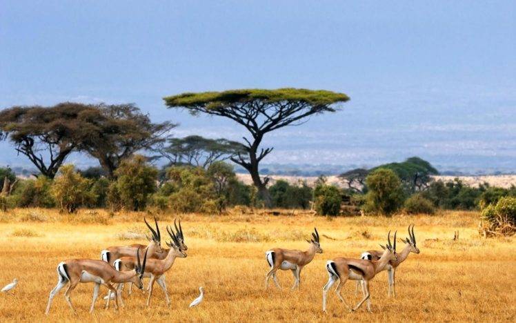 nature, Antelope HD Wallpaper Desktop Background