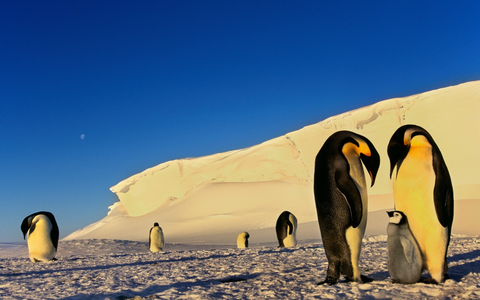 Swimming Emperor Penguins, Antarctica без смс