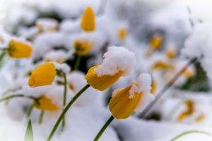 plants, Winter, Flowers, Snow