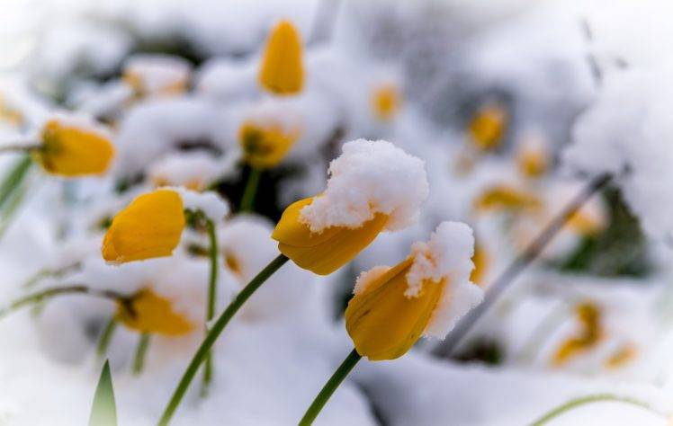 plants, Winter, Flowers, Snow HD Wallpaper Desktop Background