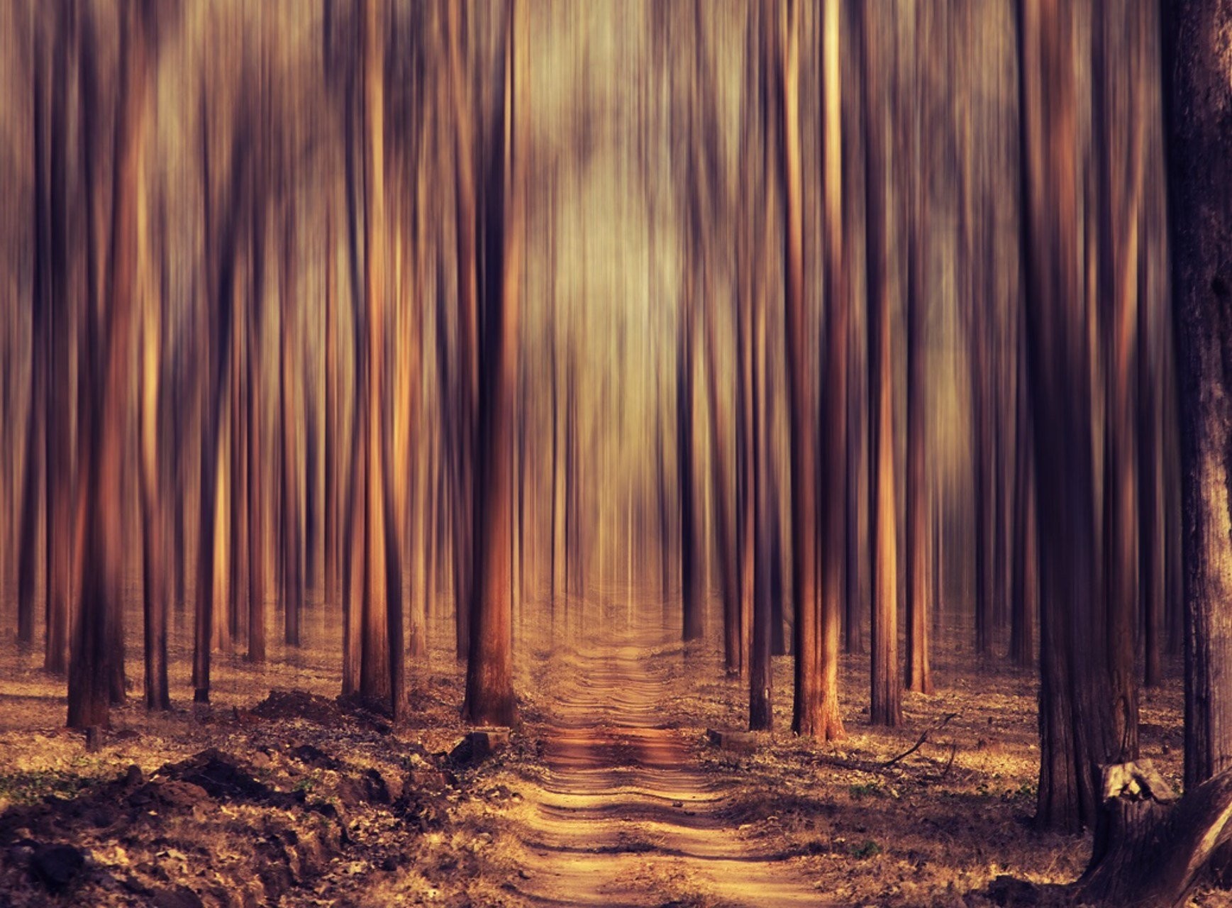 forest, Trees, Road Wallpaper
