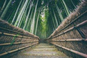 nature, China, Bamboo, Green