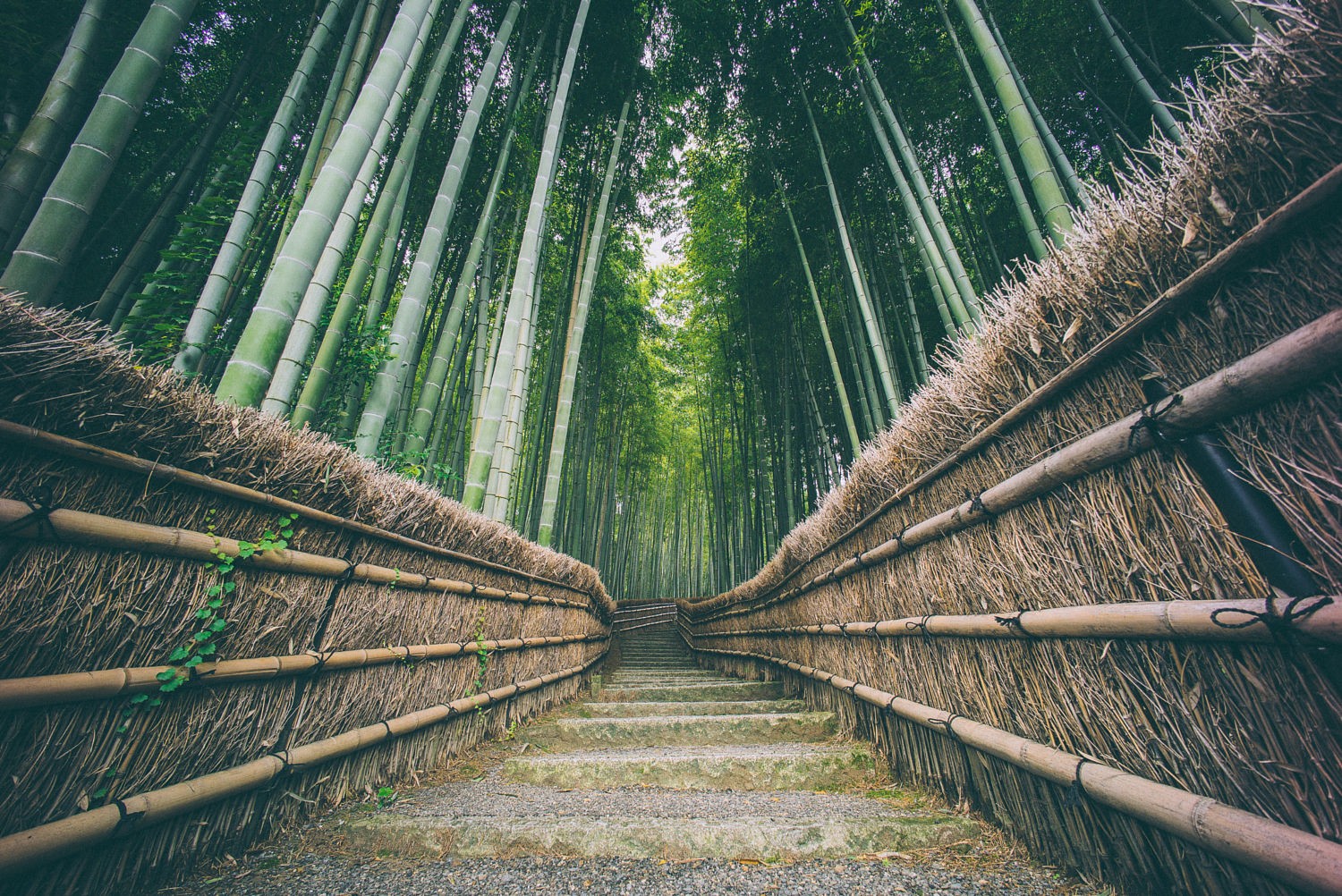 nature, China, Bamboo, Green Wallpaper