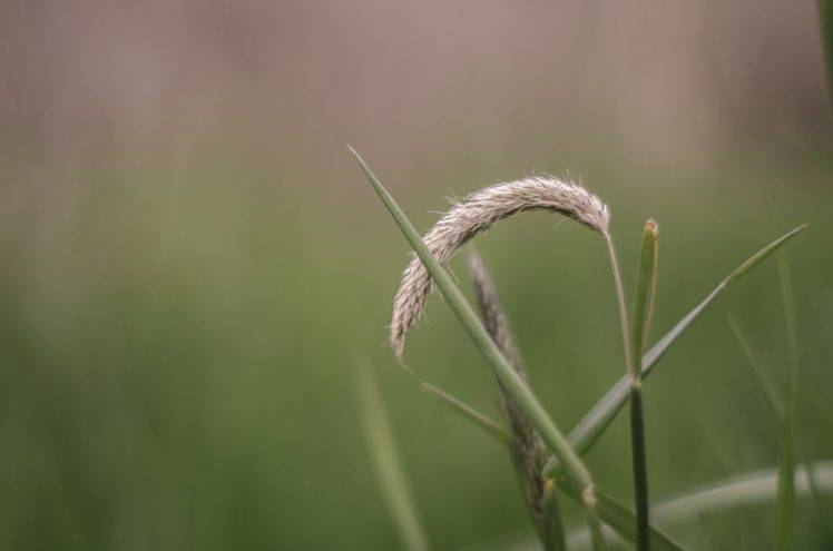 straw, Green, Brown, Nature, Depth of field, Grass, Plants HD Wallpaper Desktop Background