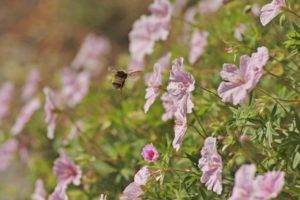 plants, Macro, Flowers, Hymenoptera, Bumblebees