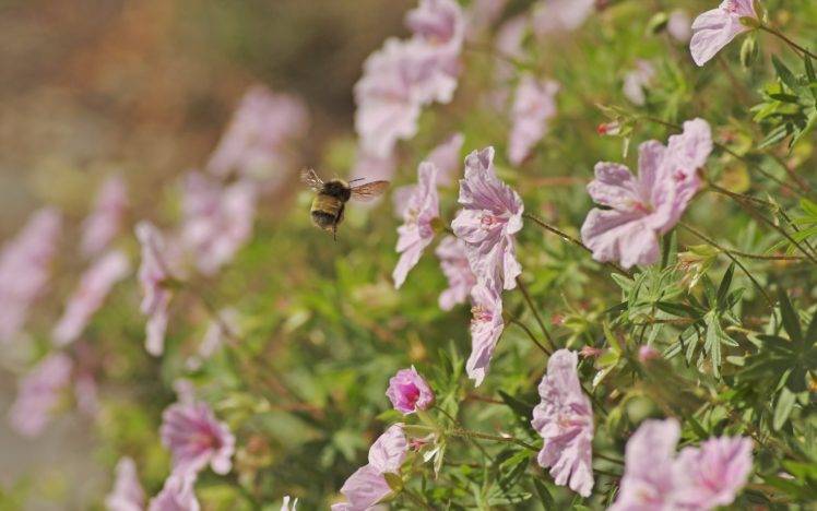 plants, Macro, Flowers, Hymenoptera, Bumblebees HD Wallpaper Desktop Background