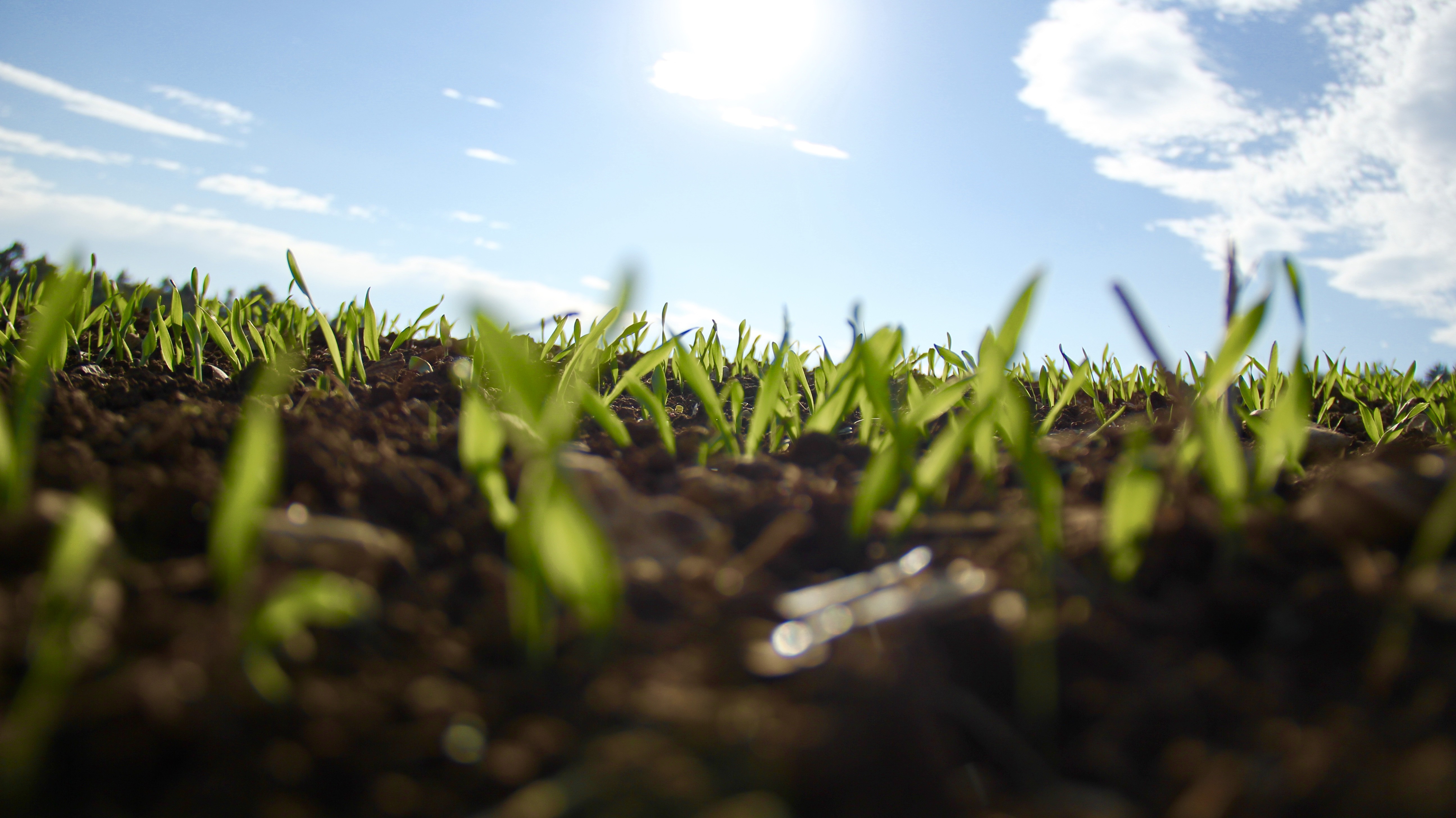 nature, Grass, Sky, Clear sky, Plants Wallpaper
