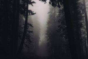 wood, Nature, Forest, Mist