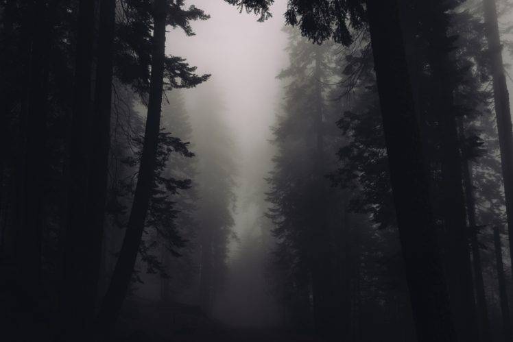 wood, Nature, Forest, Mist HD Wallpaper Desktop Background