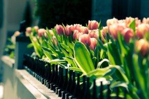 flowers, Tulips, Closeup