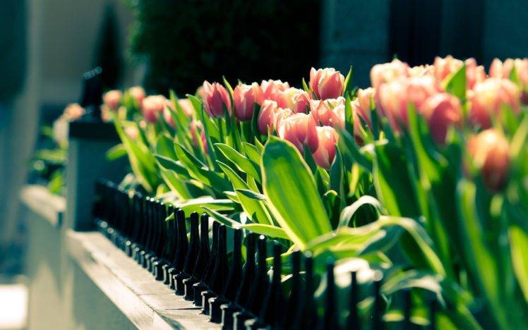 flowers, Tulips, Closeup HD Wallpaper Desktop Background