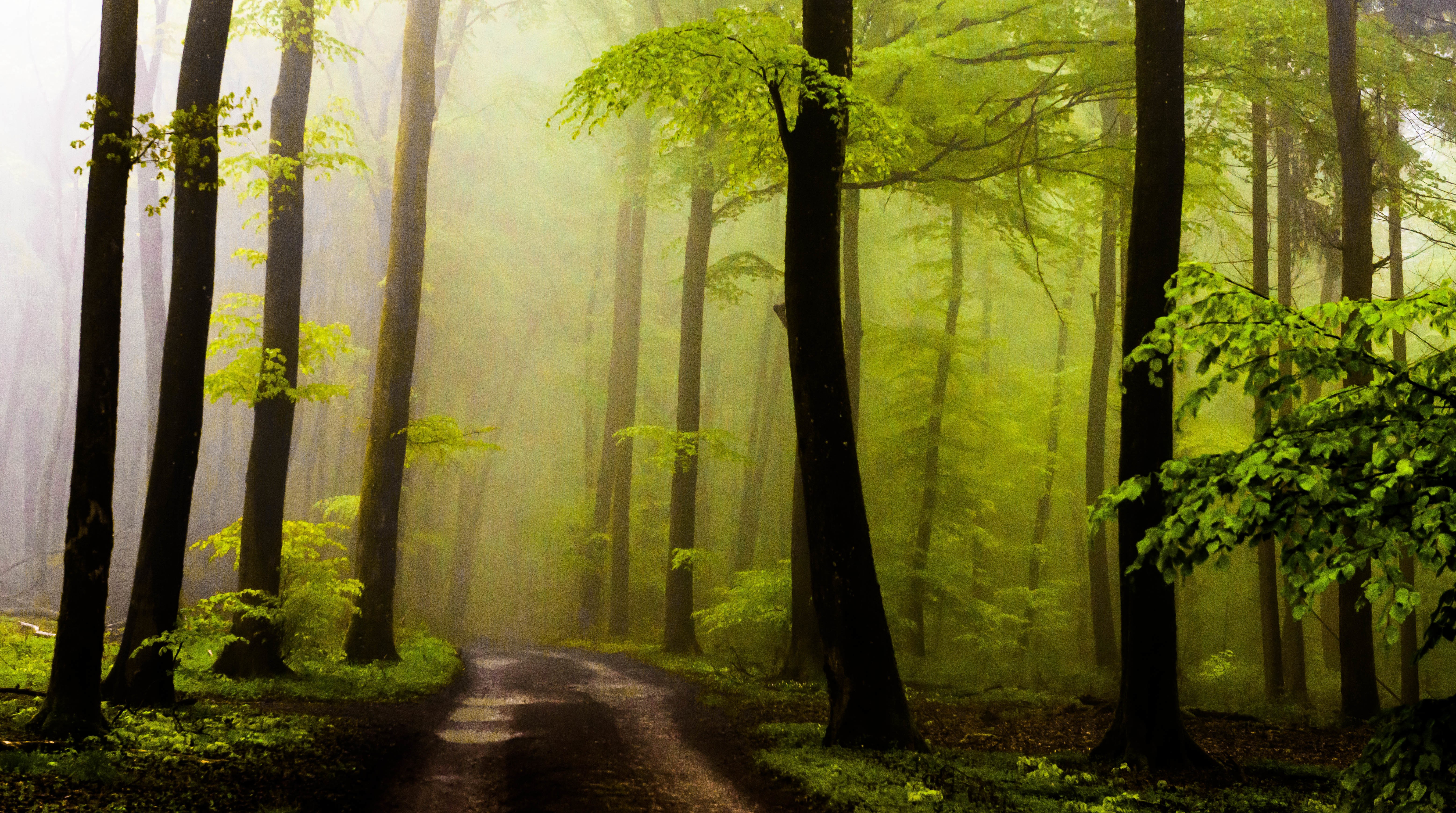 plants, Trees Wallpaper